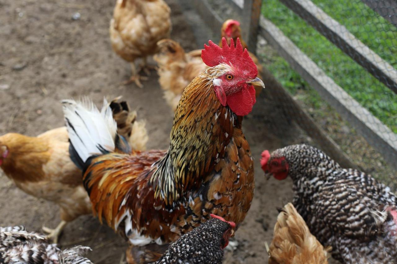 Penzion Javorina Čičmany Екстериор снимка